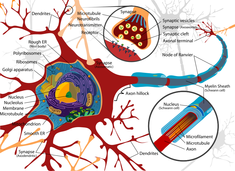 neuron-cell-diagram